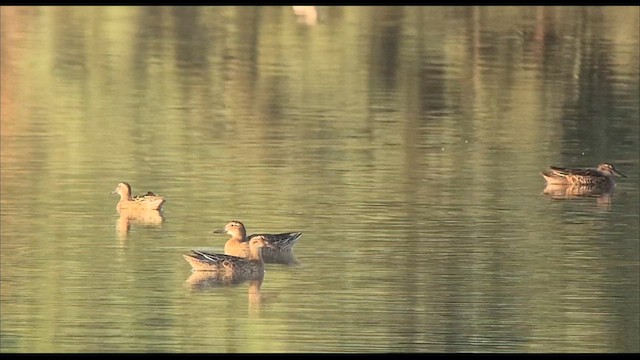 Garganey - ML640519220