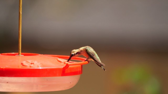 Lucifer Hummingbird - ML640519261