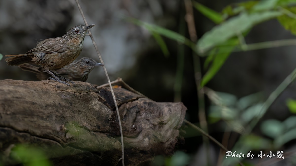 Rufous Limestone Babbler - ML640519266