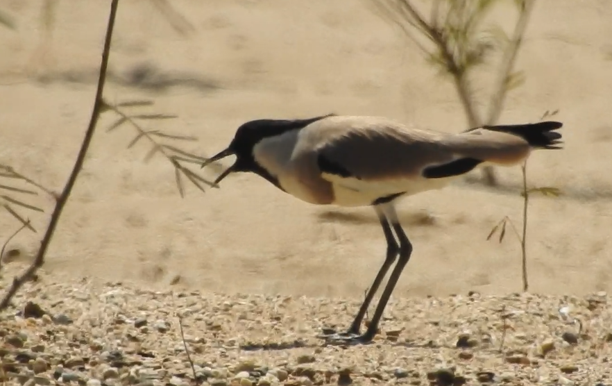 River Lapwing - ML640519363