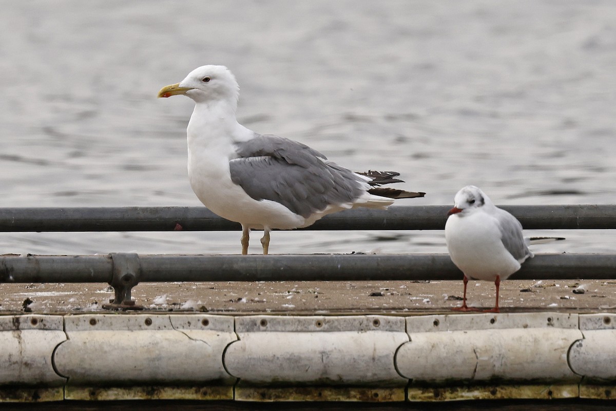 Yellow-legged Gull (michahellis) - ML640519449
