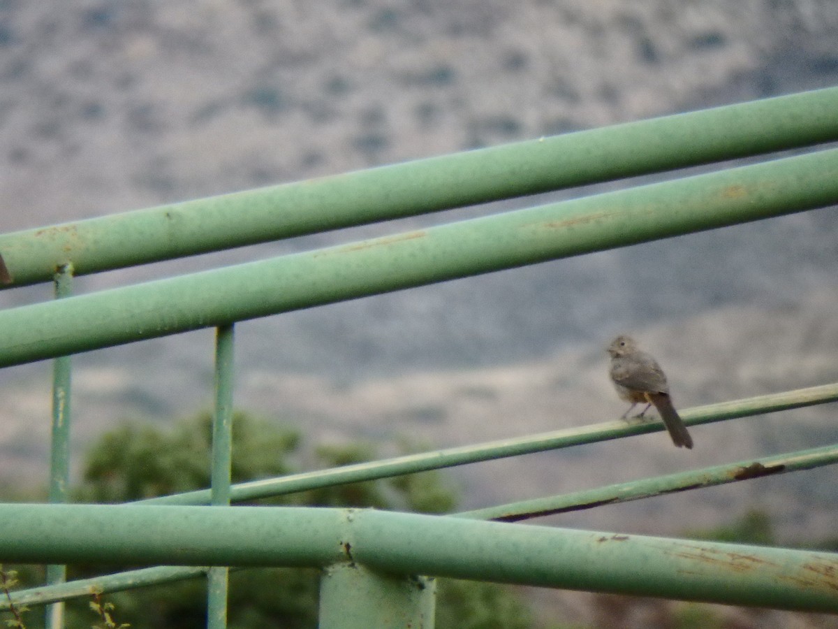 Canyon Towhee - ML640519490