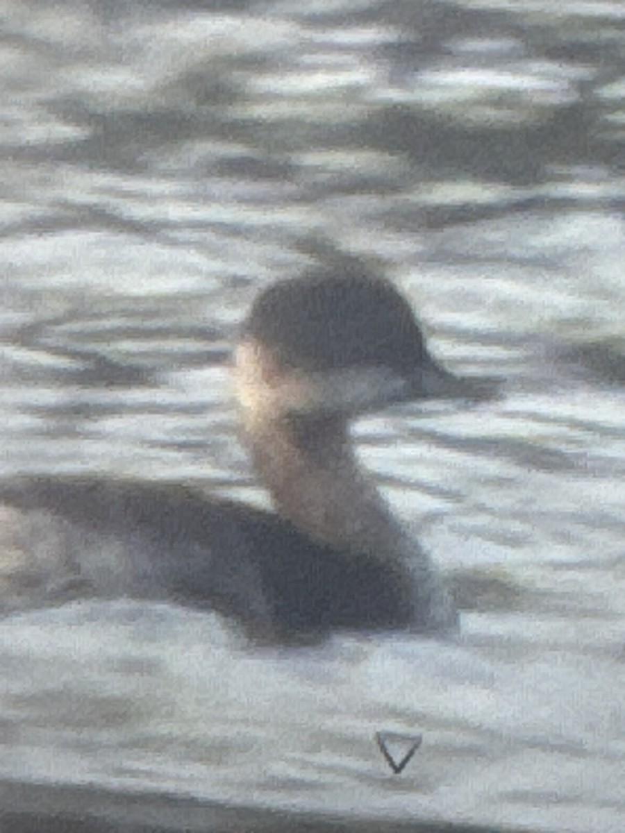 Eared Grebe - ML640519567