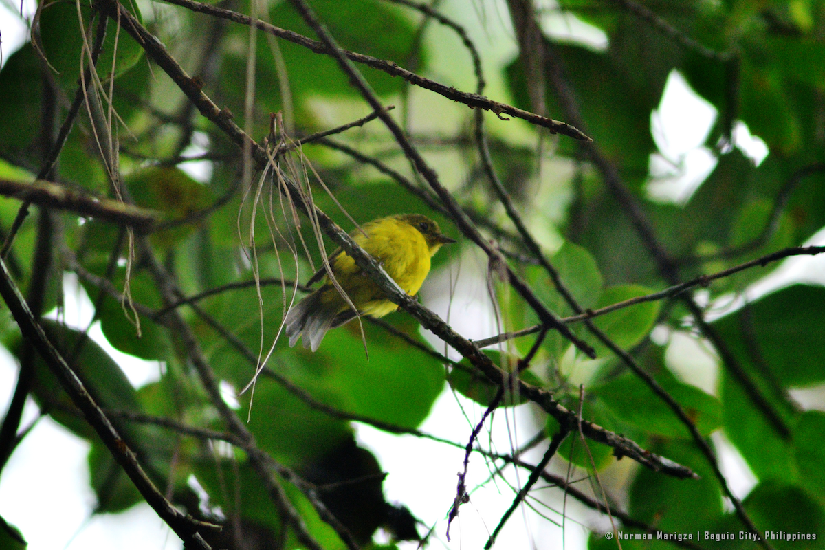 Citrine Canary-Flycatcher - ML640519680