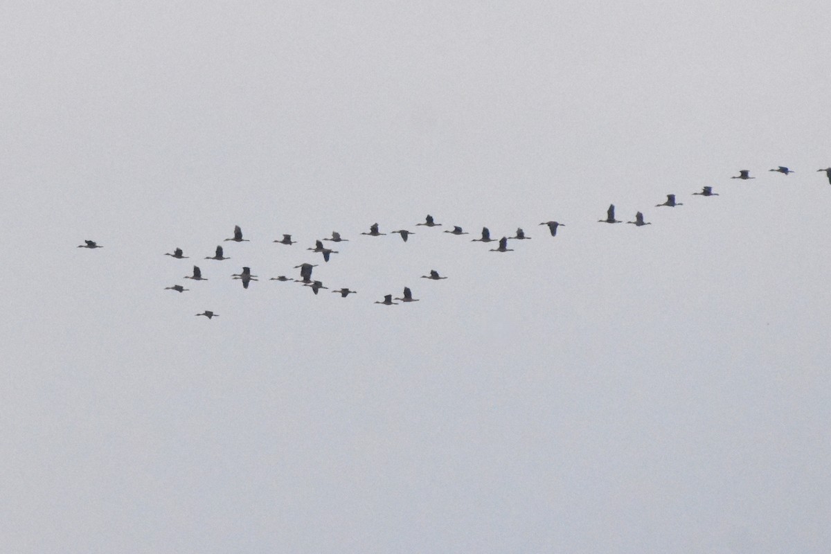 Fulvous Whistling-Duck - ML640519740
