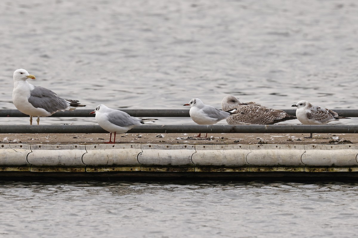Yellow-legged Gull (michahellis) - ML640519746