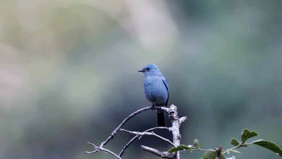 Verditer Flycatcher - ML640519753