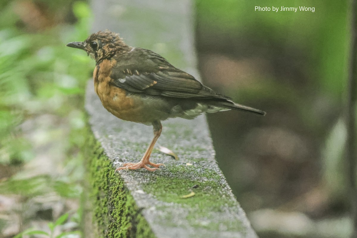 Orange-headed Thrush - ML640519837