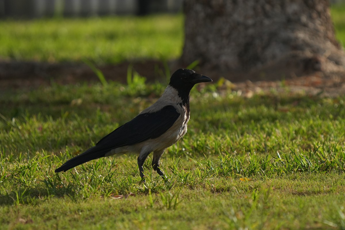 Hooded Crow (Hooded) - ML640519932