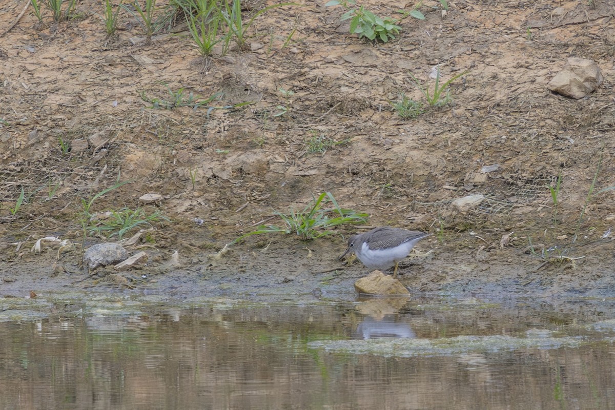 Spotted Sandpiper - ML640520072