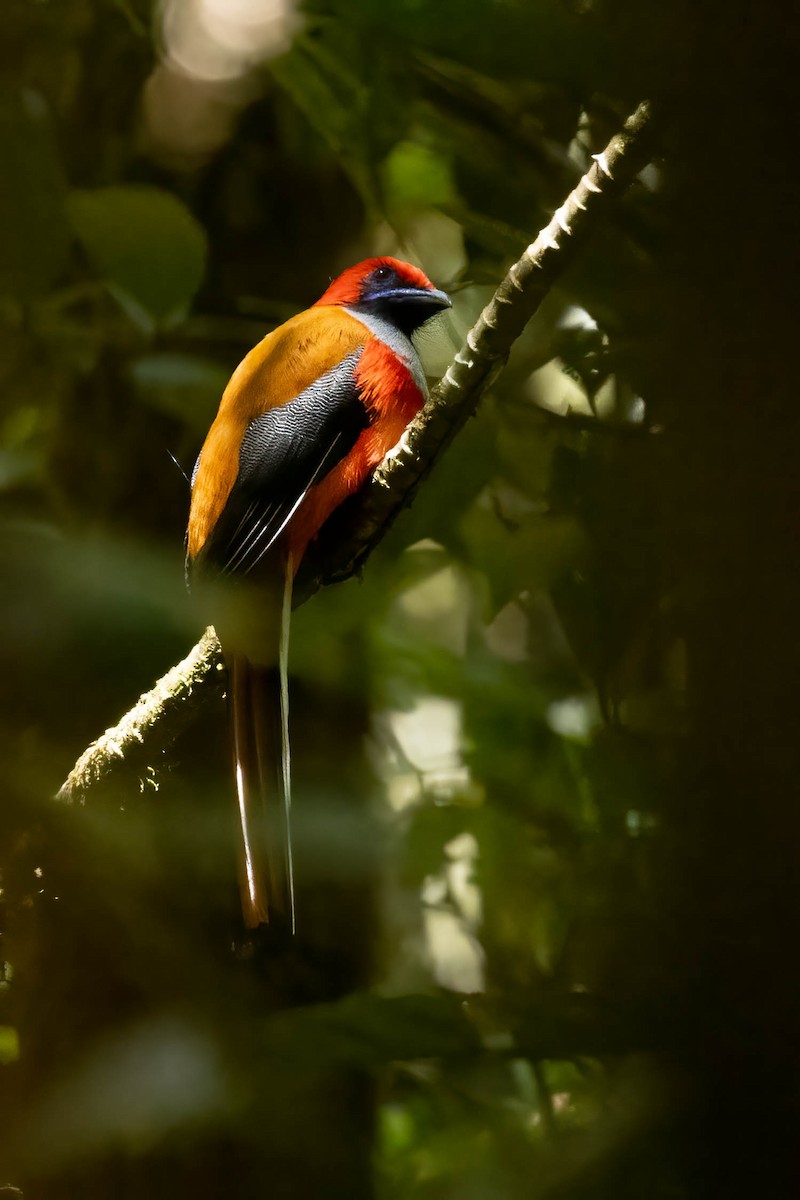 Whitehead's Trogon - ML640520076