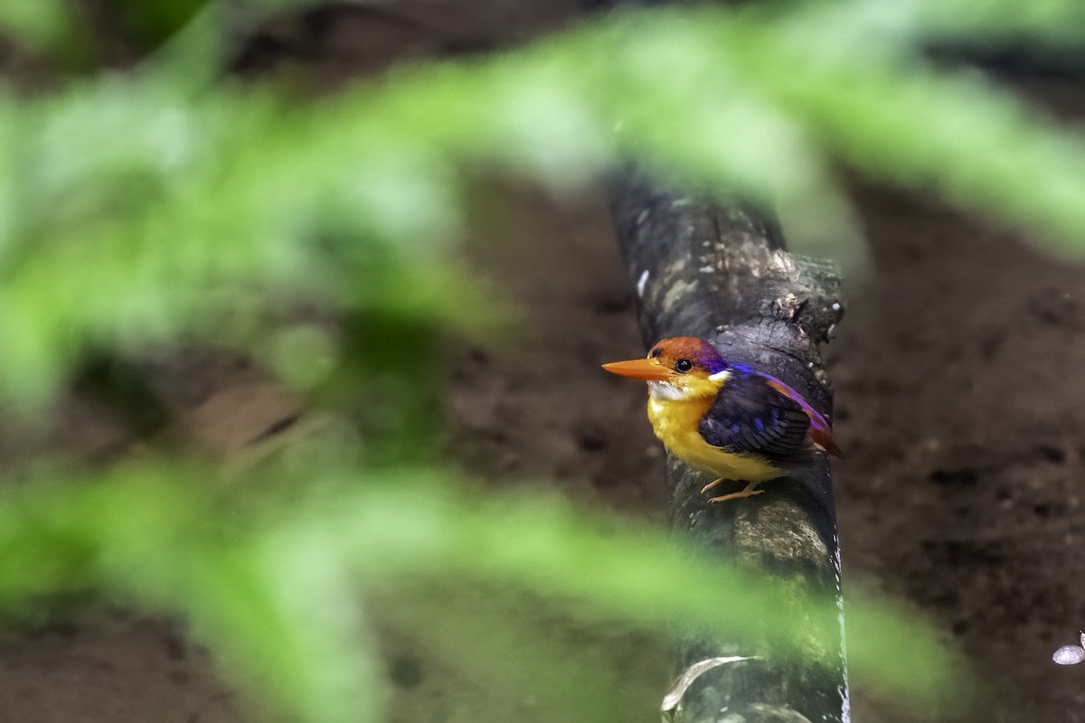 Black-backed Dwarf-Kingfisher - ML640520136