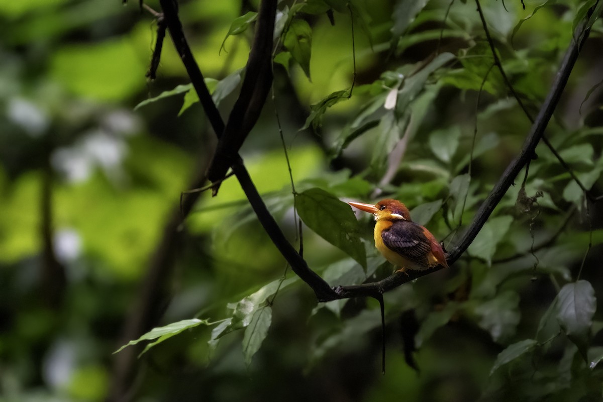 Black-backed Dwarf-Kingfisher - ML640520137