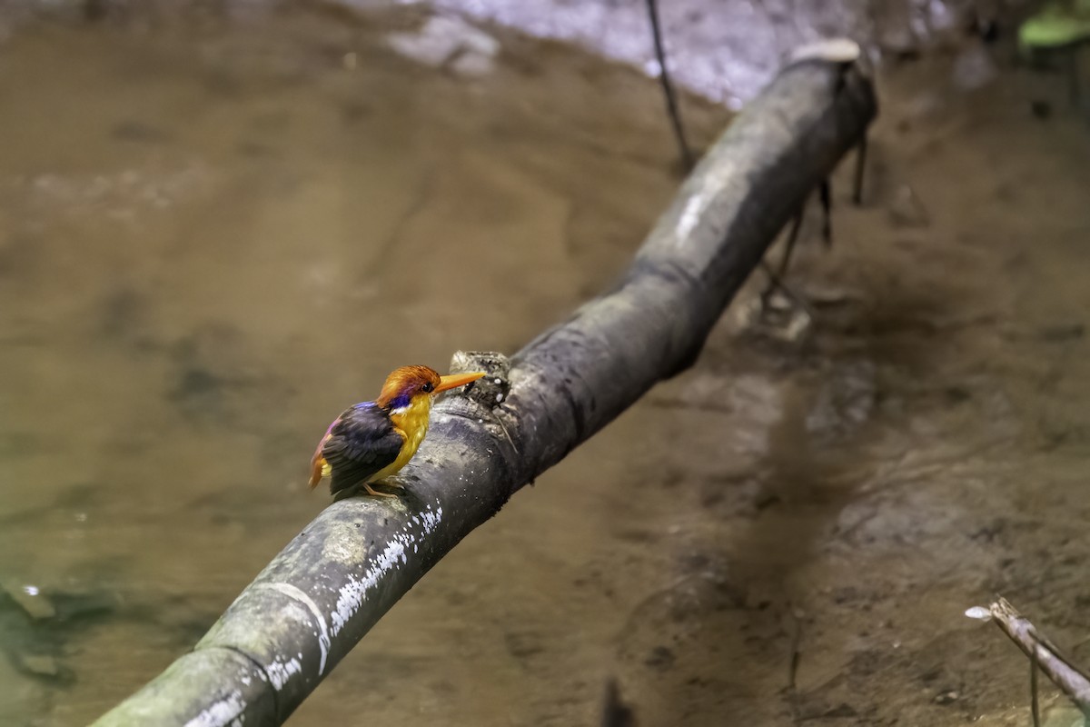 Black-backed Dwarf-Kingfisher - ML640520138