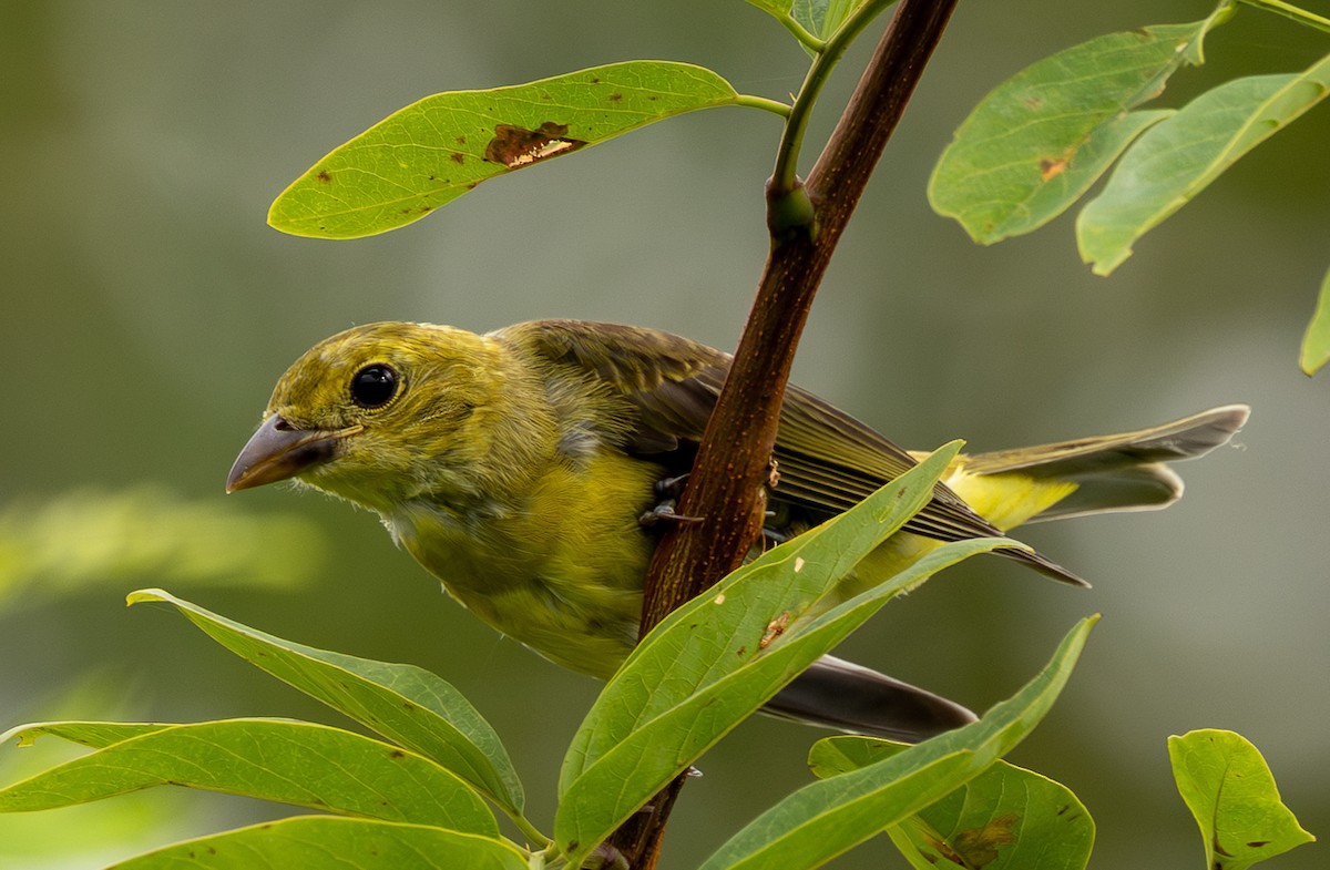 Scarlet Tanager - ML640520317