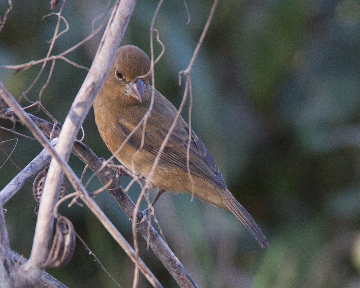 Blue Bunting - ML640520371
