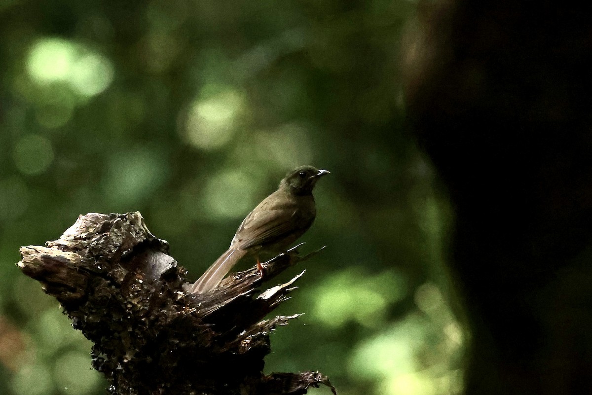 Little Greenbul - ML640520386