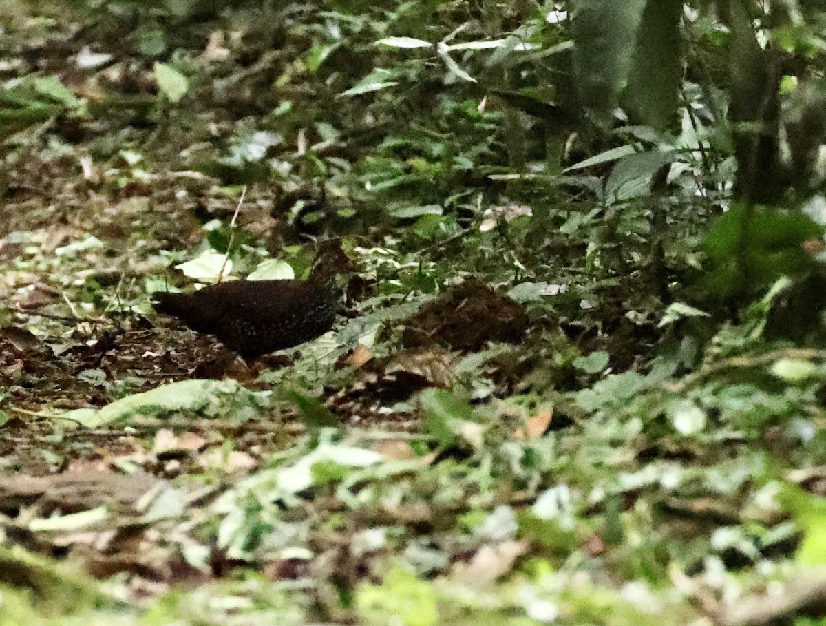 Nahan's Partridge - ML640520426