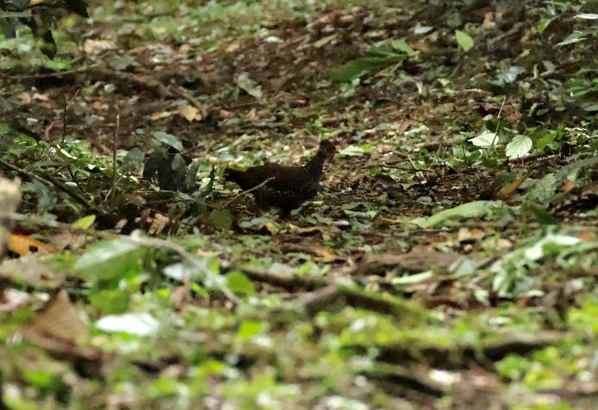 Nahan's Partridge - ML640520427
