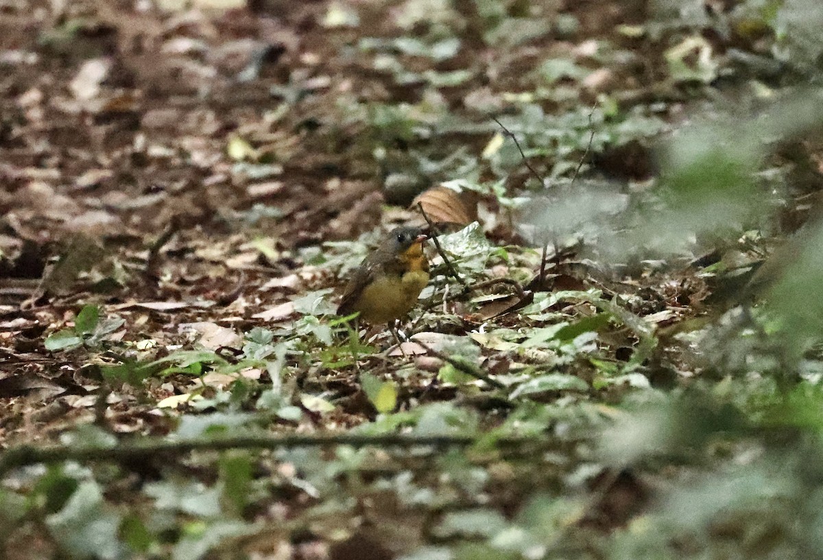 Yellow-breasted Forest Robin - ML640520441