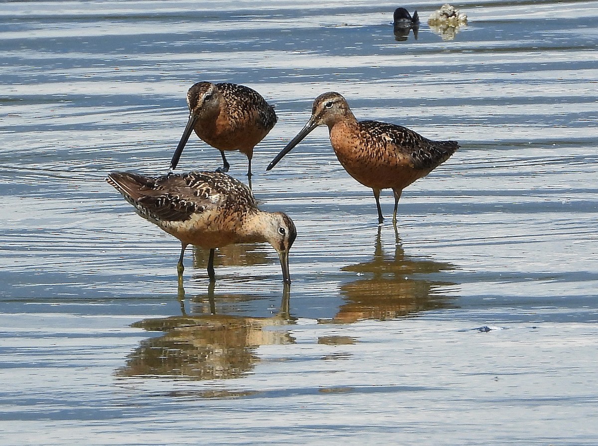 Хараалжин цууцил - ML640520461