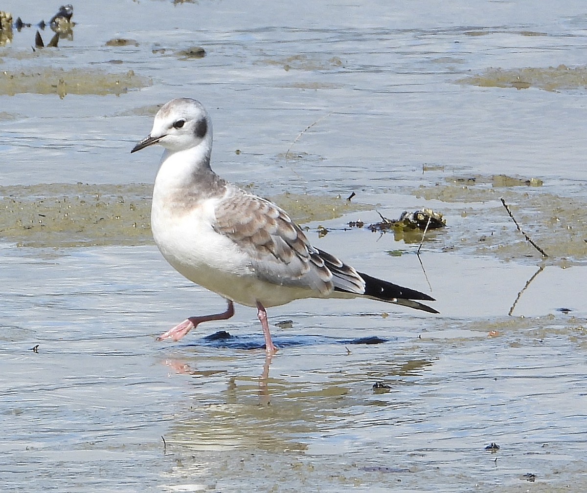 Bonaparte's Gull - ML640520476