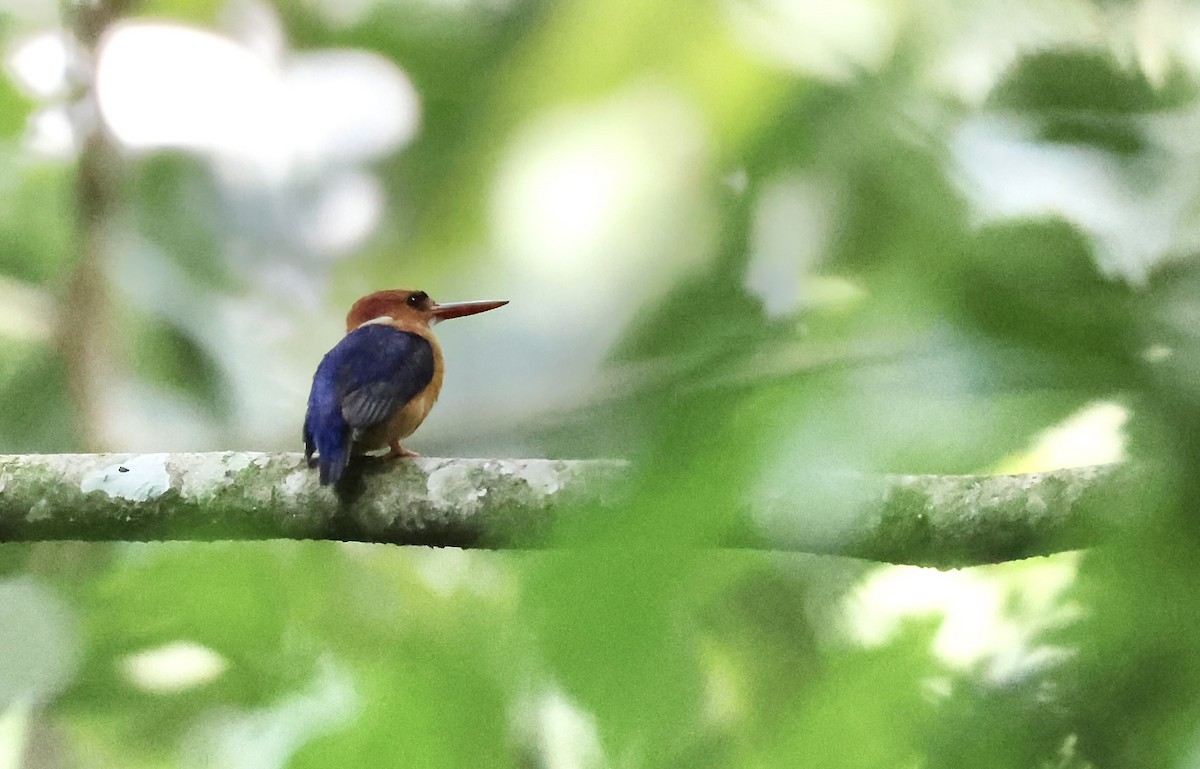 African Dwarf Kingfisher - ML640520478
