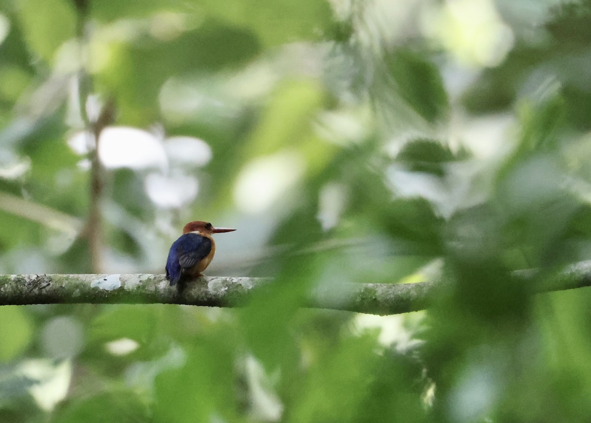 African Dwarf Kingfisher - ML640520479