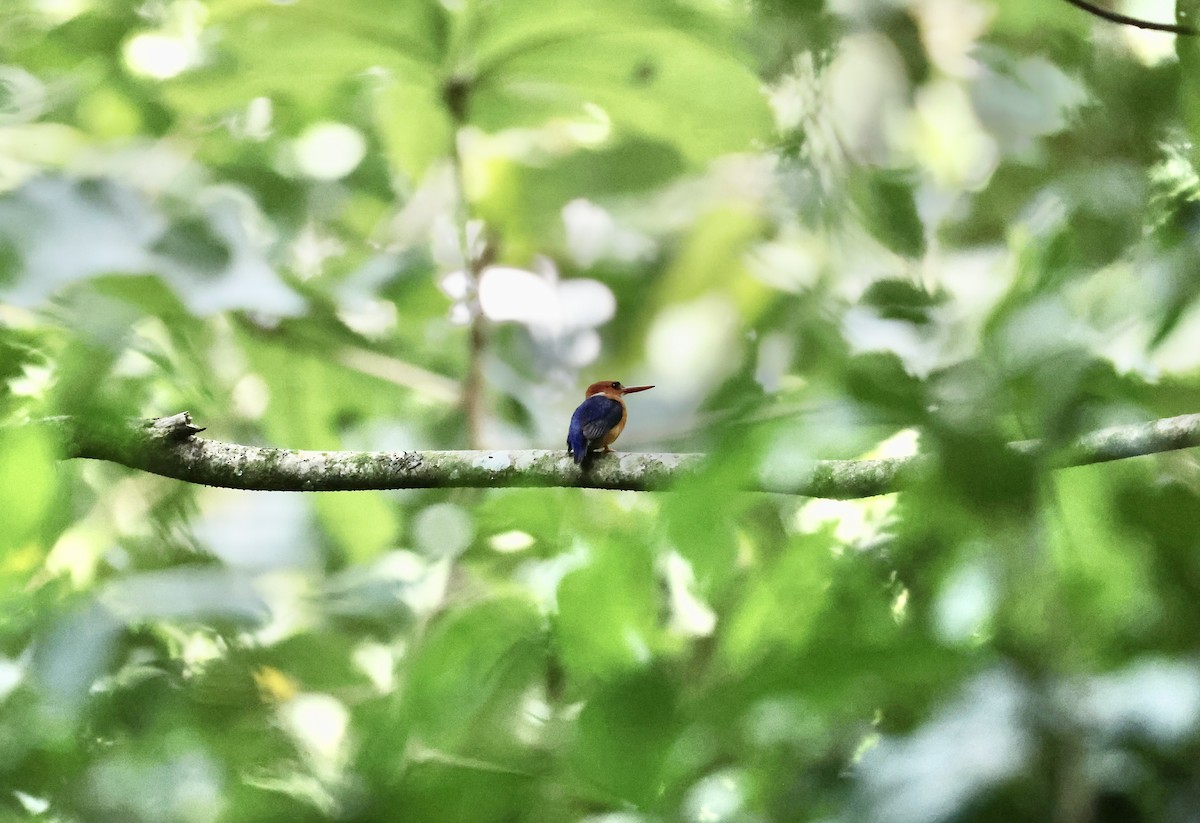 African Dwarf Kingfisher - ML640520481