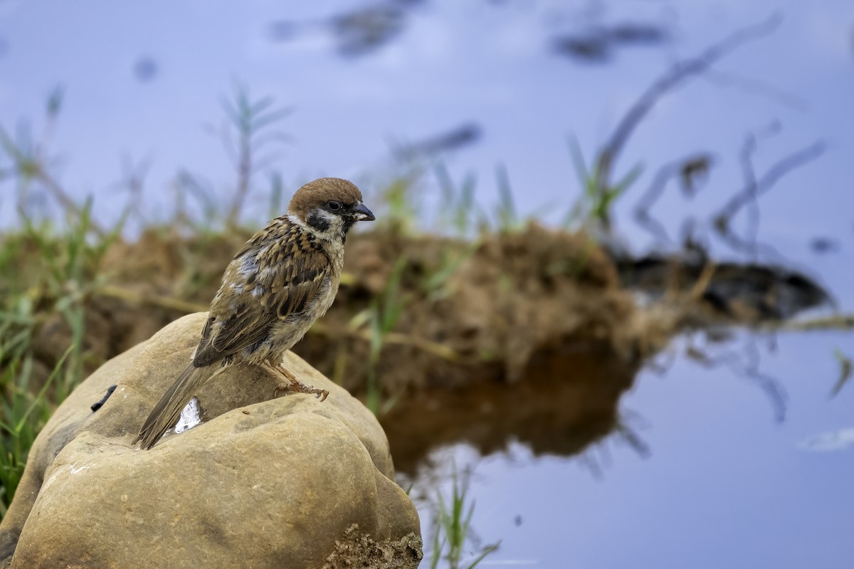 Eurasian Tree Sparrow - ML640520513