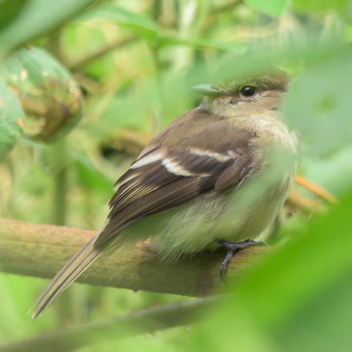 Olive-chested Flycatcher - ML640520538
