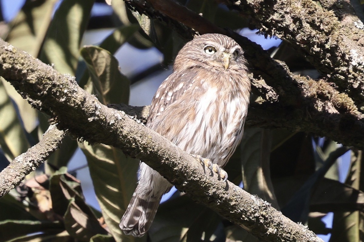 Peruvian Pygmy-Owl - ML640520540