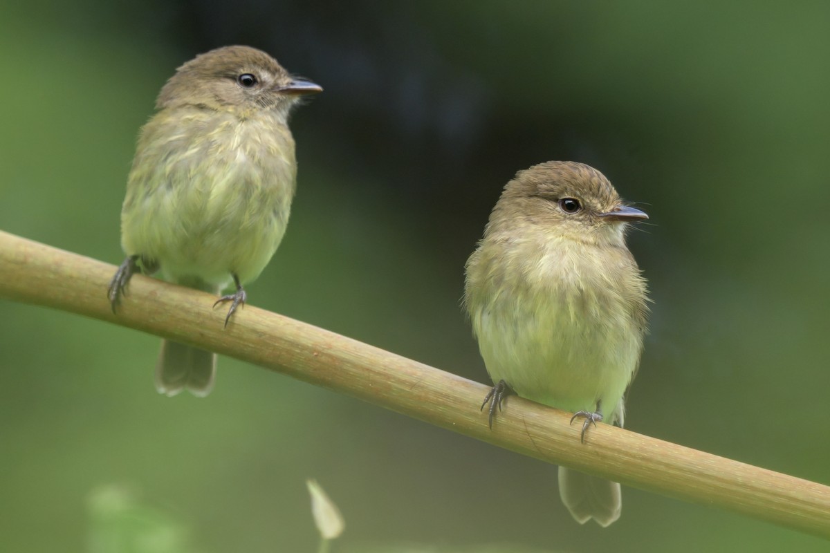 Olive-chested Flycatcher - ML640520542