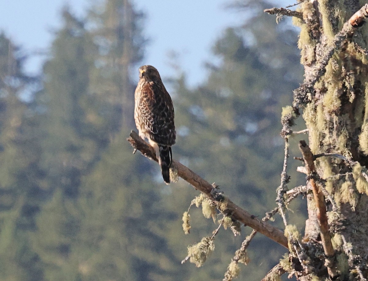 Red-shouldered Hawk - ML640520555