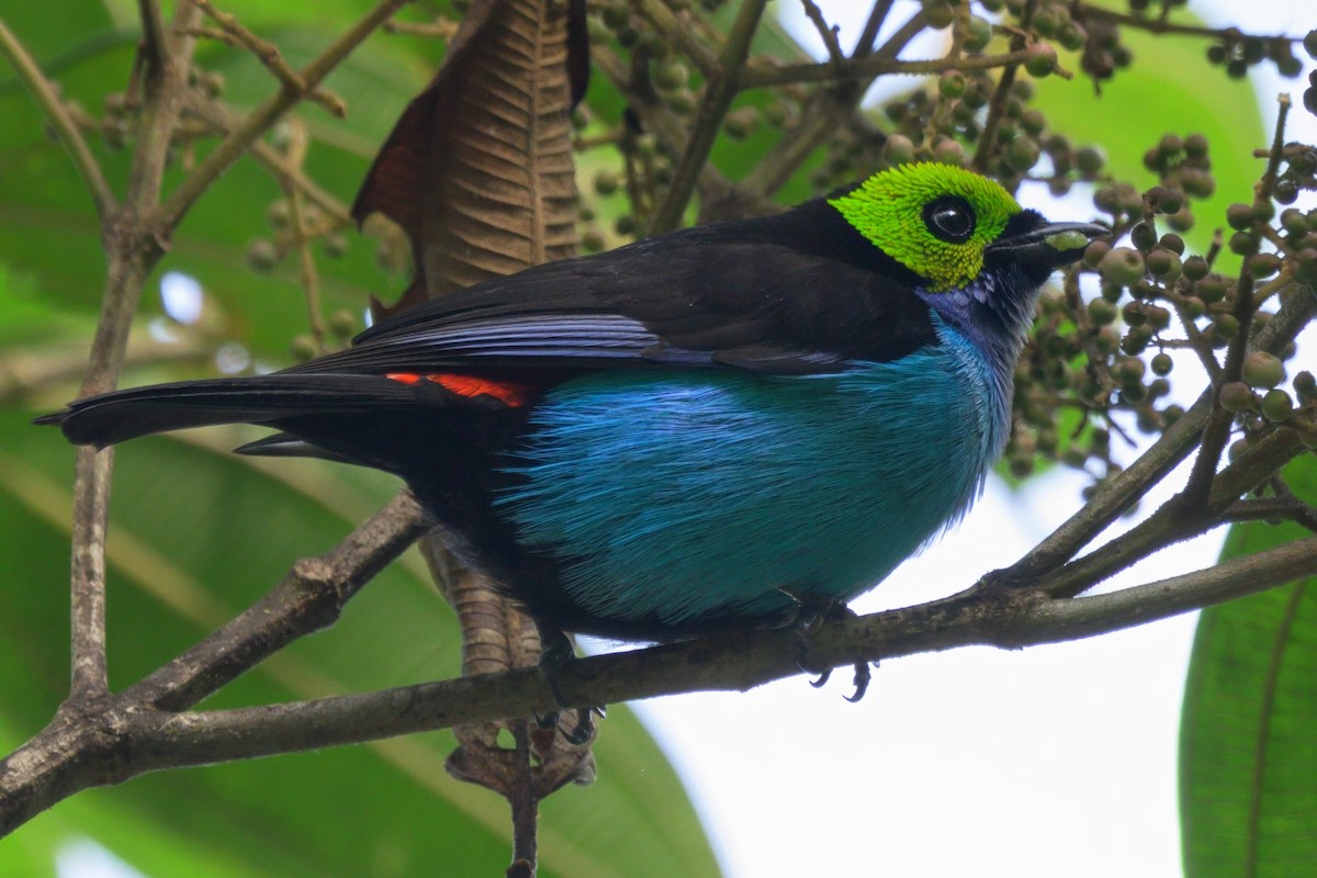 Paradise Tanager - ML640520576