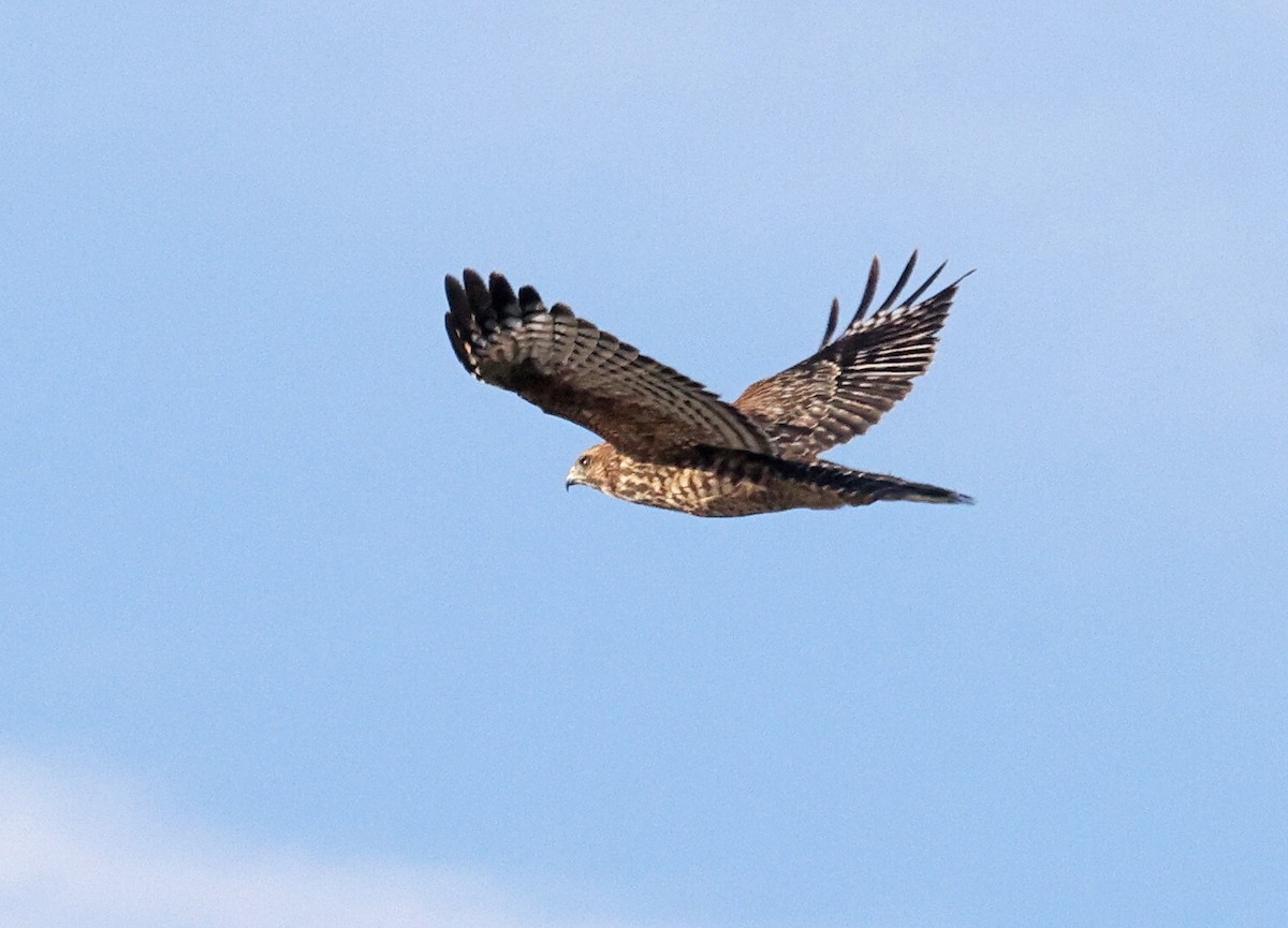 Red-shouldered Hawk - ML640520580