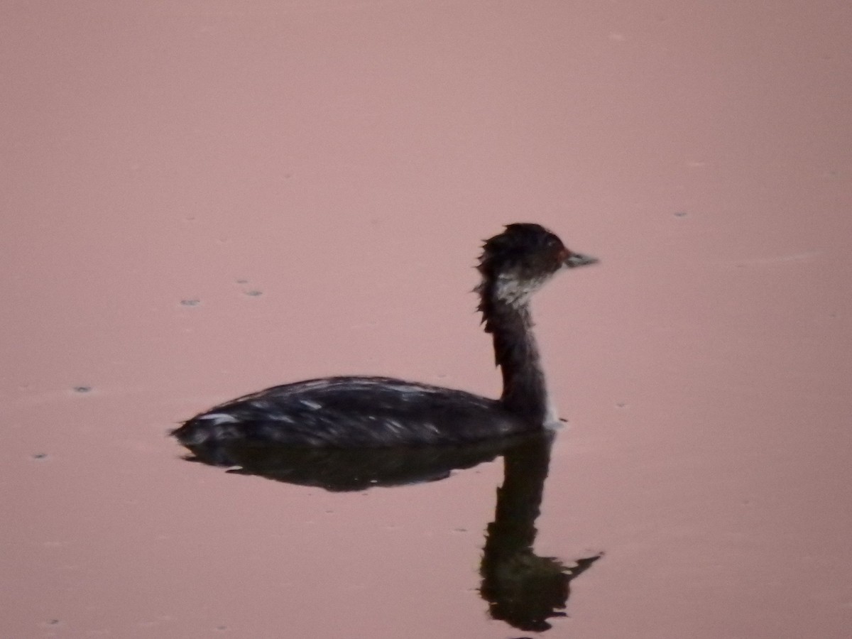 Eared Grebe - ML640520589