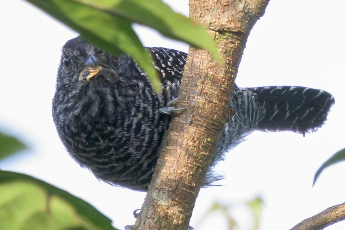 Lined Antshrike - ML640520712