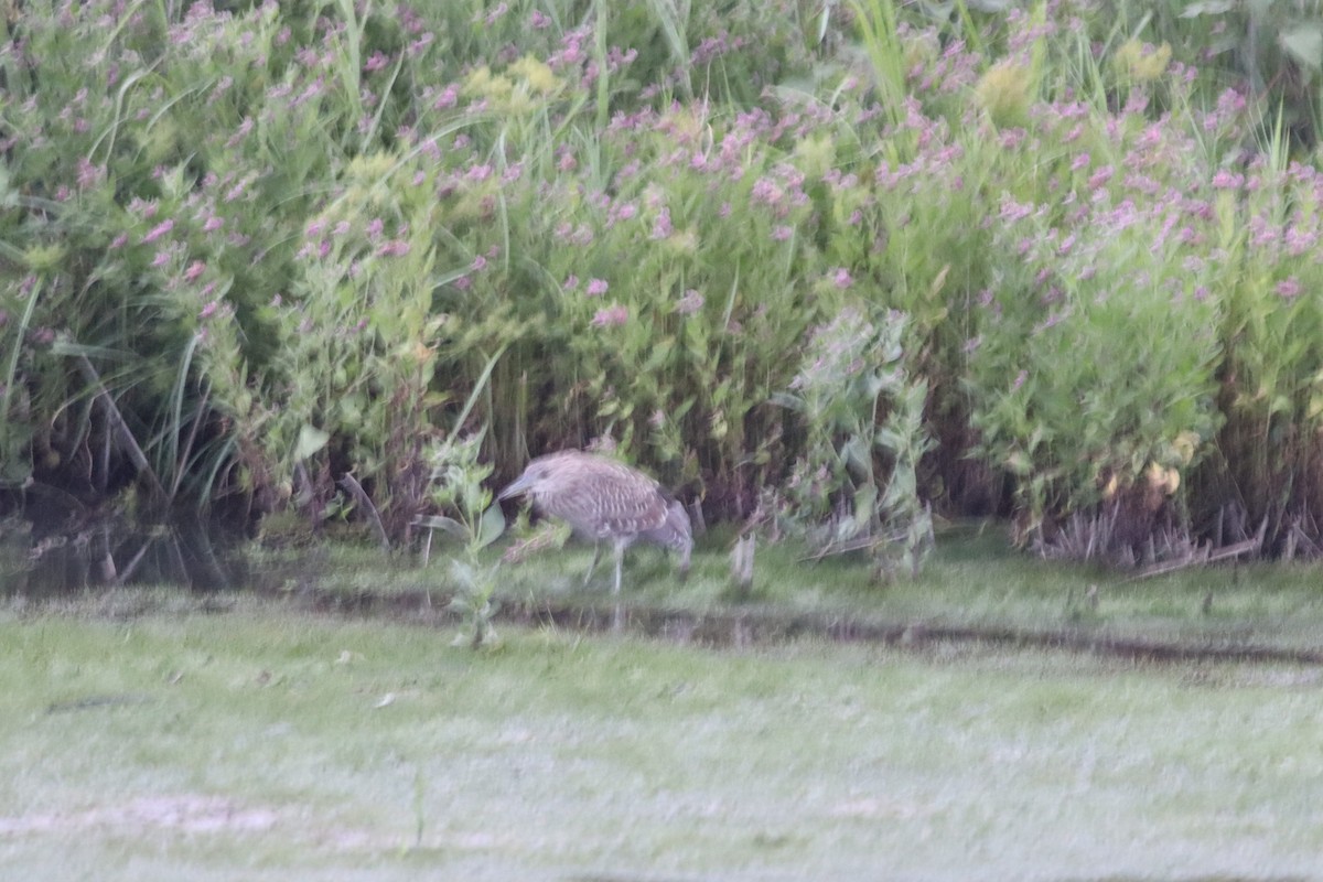 Ногоовор зашин - ML640520744