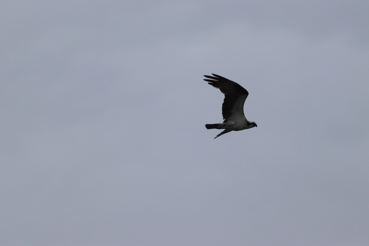 Загасч явлаг - ML640520754