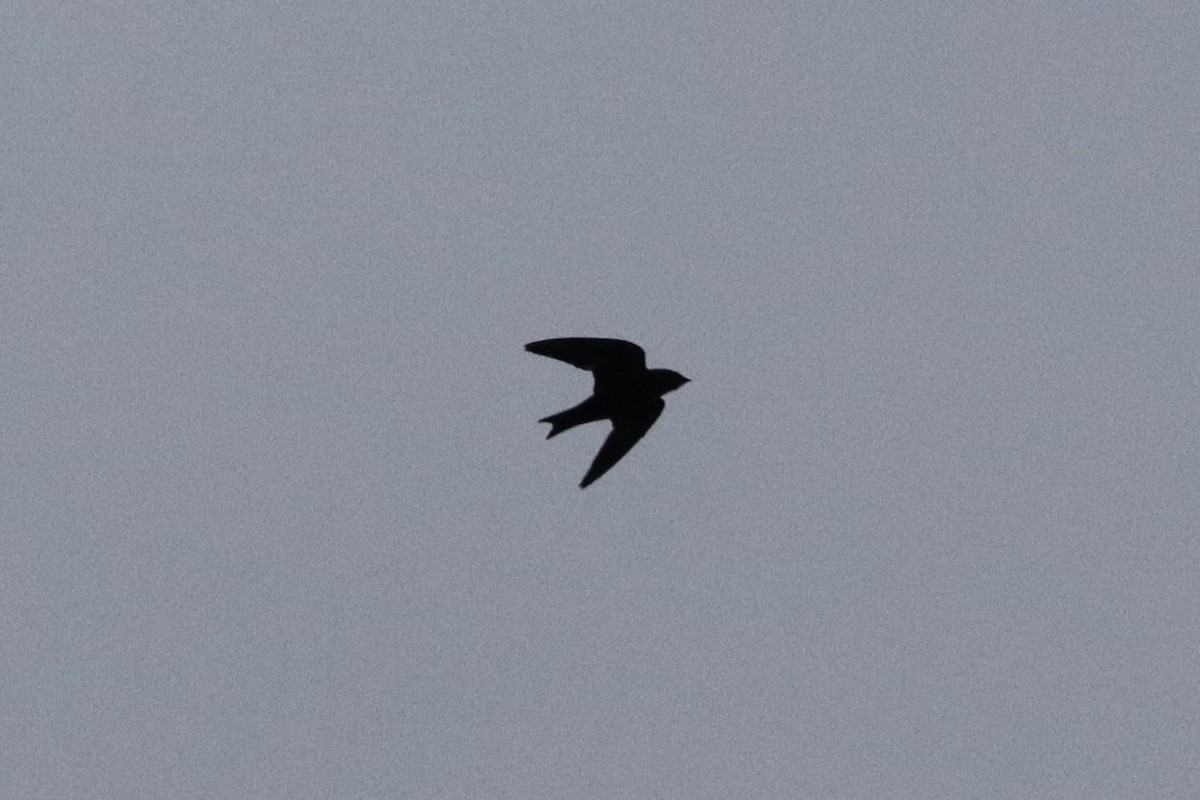 Purple Martin - ML640520775