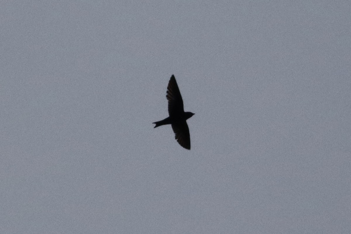 Purple Martin - ML640520776