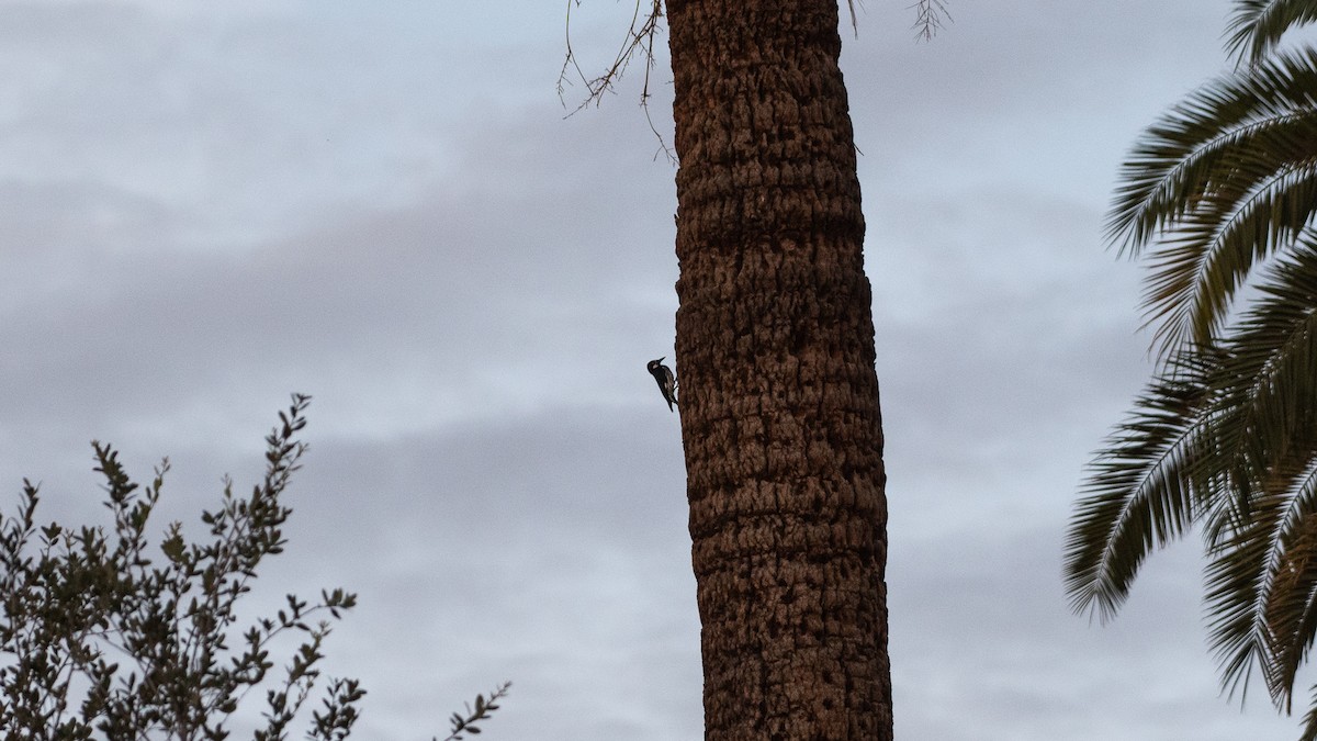 Acorn Woodpecker (Acorn) - ML640520779
