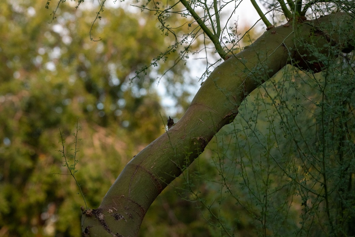 Gila Woodpecker - ML640520787