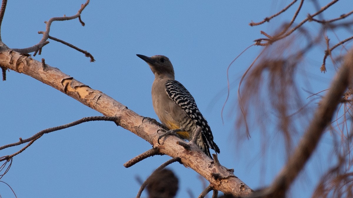 Gila Woodpecker - ML640520788