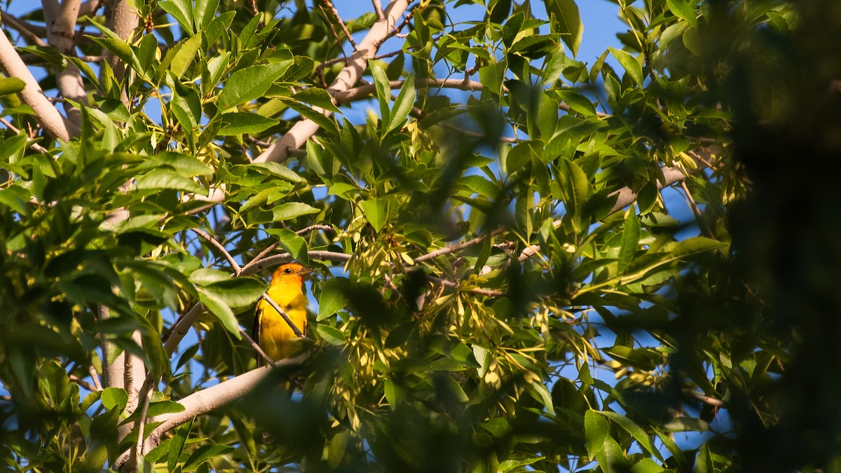 Western Tanager - ML640520790