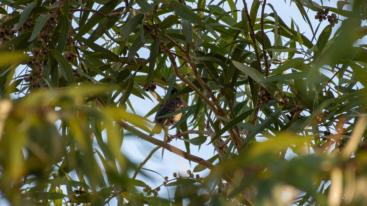 Black-headed Grosbeak - ML640520792