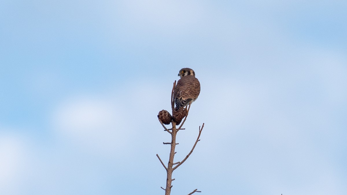 American Kestrel - ML640520794