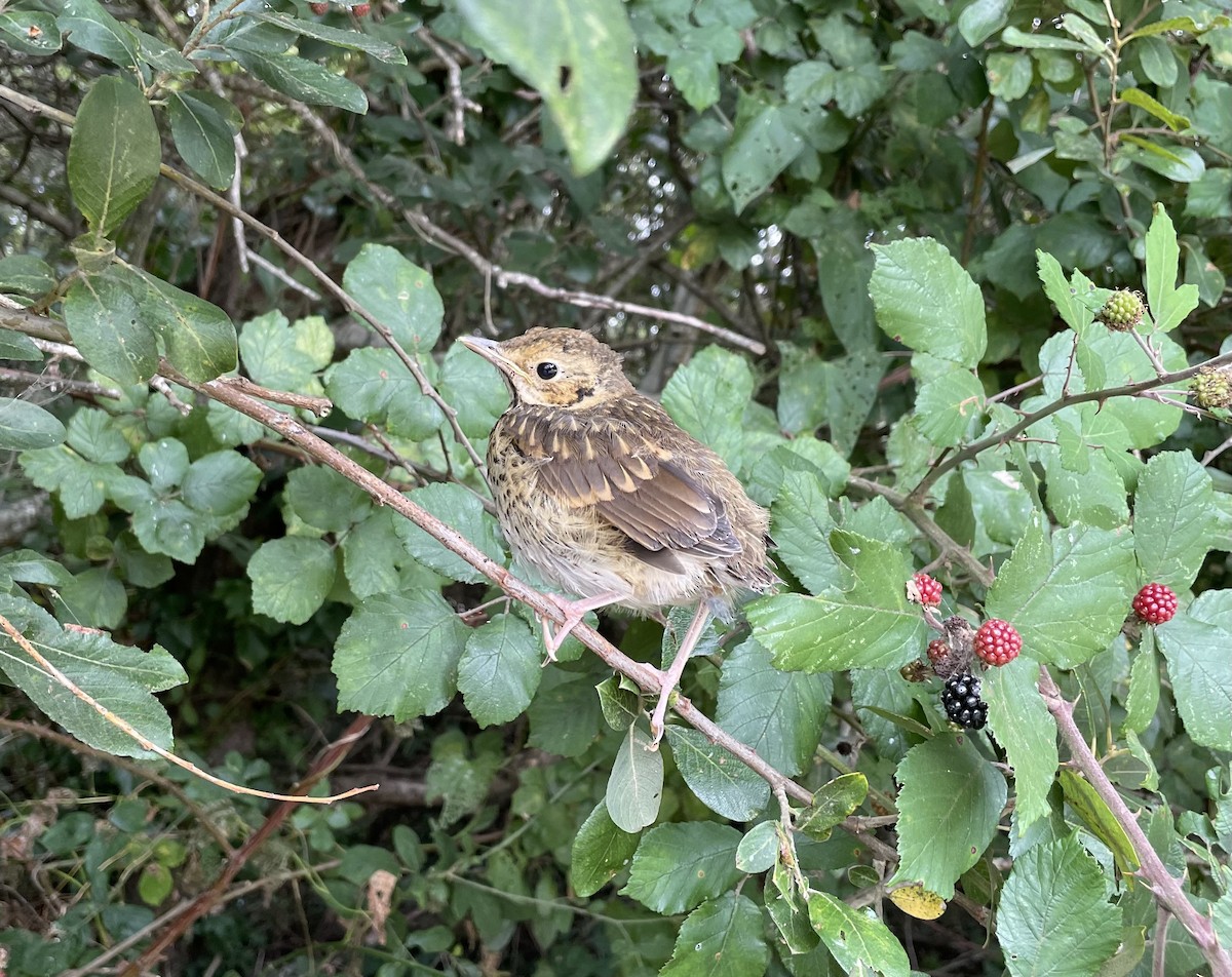 Song Thrush - ML640520806