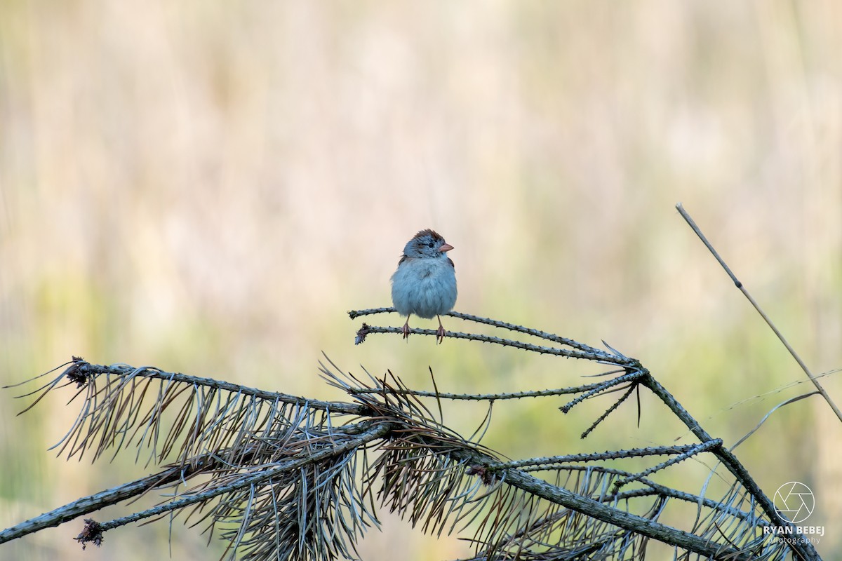 Field Sparrow - ML640520812